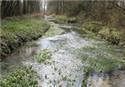 Veranstaltungsbild Wasser ist Leben - Was lebt bei uns im Quellgebiet des Noller Baches?